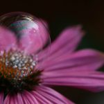 犬之力电影:探索人与犬之间深厚情感的感人故事 00fq3