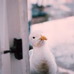 独立教学漫画:吴子豪的创作与教育探索之路 37oxxa03e