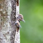 猫和老鼠动画片免费观看 漫画:畅享经典动画,重温童年欢乐时光 jr2ri19dip