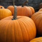 猫和老鼠中文版:经典动画的欢乐与冒险 kpn5ee55p