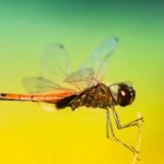 猫和老鼠 原版:经典动画的魅力与背后的故事解析 msmz8