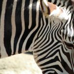 知乎推荐:2023年值得一试的免费看电影的网站 m40xkl